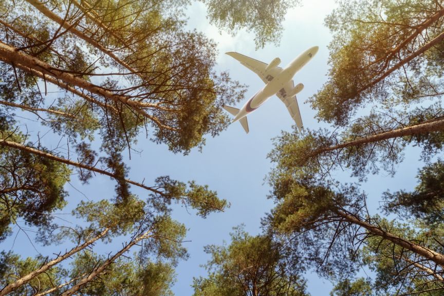 Airplane over the forest, directly below. View of tree trunks and pine tops in sunny woodland during cargo plane flying.